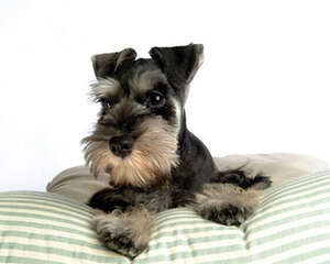 迷你雪纳瑞的性格特点