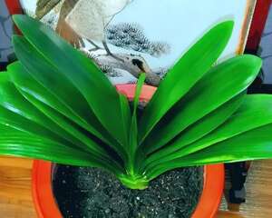 春天给花擦点它，叶子油亮、绿油油，疯长止不住！