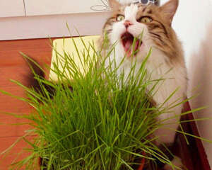 猫草对猫咪有什么帮助