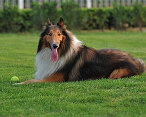 苏格兰牧羊犬的性格特点