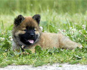 狗狗零食的分类及特点介绍