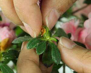 杜鹃花叶子干枯一碰就掉怎么办