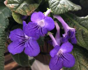 长筒花的养殖方法，鳞茎怎么种