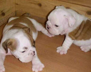 如何护理重病狗狗