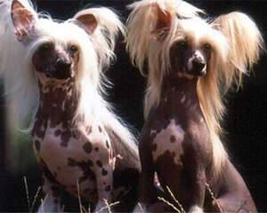 中国冠毛犬的性格特点