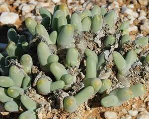 亲指姬的养护方法