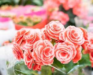 新买的丽格海棠怎么养