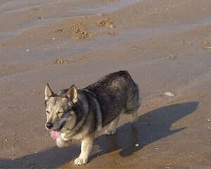 瑞典柯基犬的护理常识