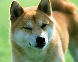 饲养柴犬的七大好处