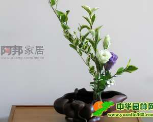 用女贞和洋桔梗做文人插花