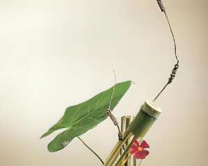 日式插花——花舞的基本理论