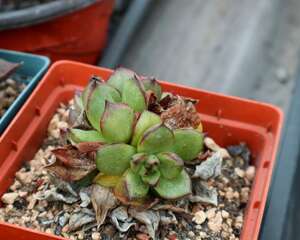 多肉植物春季养护三大忌