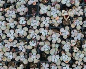 桃美人叶子发软透明怎么办