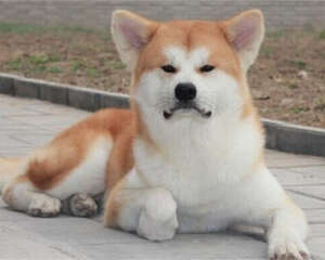 走进狗狗的心理世界