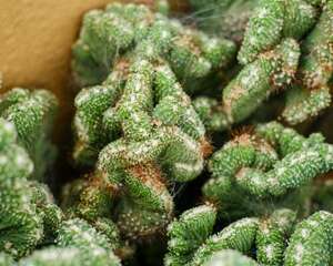 山影拳怎么繁殖