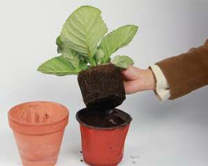 大岩桐冬天的养殖方法