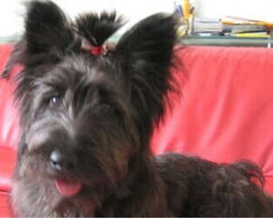 斯开岛梗的护理常识