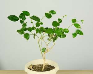 茉莉为什么叶子皱皱的