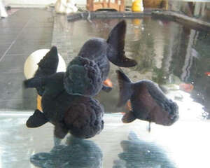 黑兰寿的饲养环境