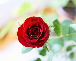 月季在园林绿化中的作用