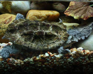 观赏龟养护之玛塔蛇颈龟