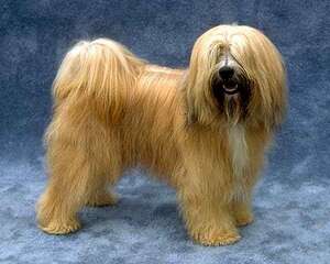 西藏梗的品种简介