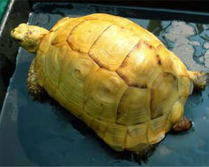 欧洲陆龟的生活环境