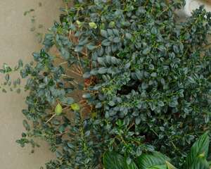 金鱼吊兰怎么养