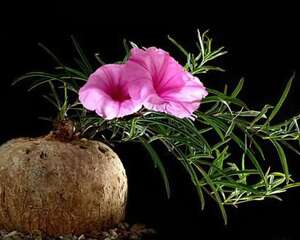 布鲁牵牛Ipomoea holubii，一枝鲜花插在椰子上！~