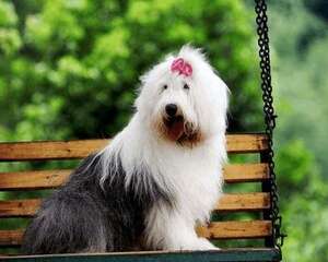 古代牧羊犬呕吐怎么处理?