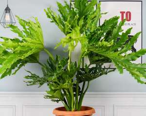 春羽花的养殖方法和注意事项