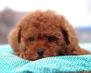 女生养狗的性格分析