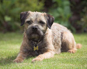 过量补钙对狗狗有什么伤害