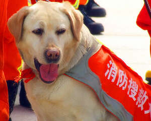 哪些狗狗适合做搜救犬