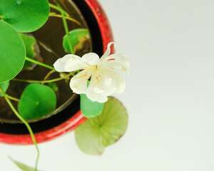 碗莲什么时候开花