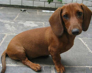 腊肠犬的护理常识