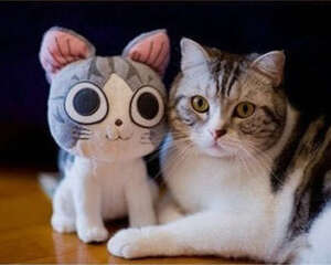 猫咪肠炎的发病原因