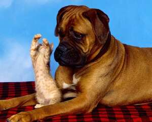 夏日如何帮狗狗消暑