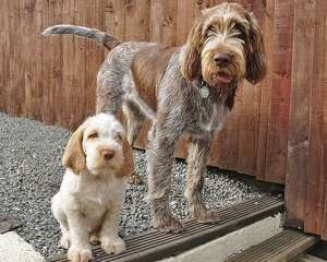 史毕诺犬的形态特征