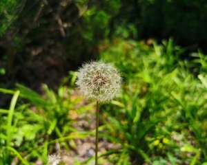 蒲公英种植栽培技术，蒲公英图片