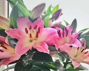 现在养这花，下个月疯狂开花，错过再等一整年！