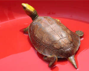 百色闭壳龟的生活环境