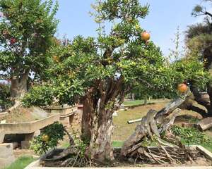 石榴花虫害及防治办法