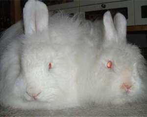 缎毛安哥拉兔简介