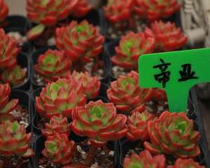 蒂亚的繁殖方式
