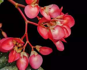 秋天养花就养它，花期长达8个月，不养你就亏大了！