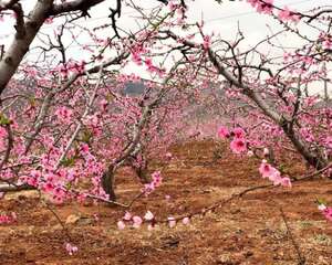 如何延长桃花花期