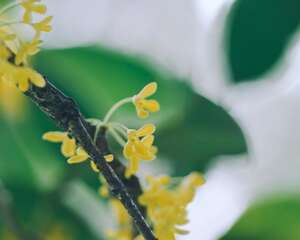 北方桂花夏天怎么养