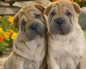 沙皮犬的喂食要点