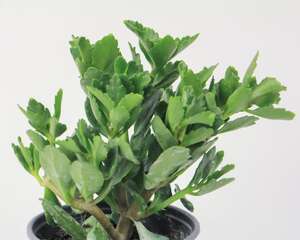 长寿花冬天能扦插吗